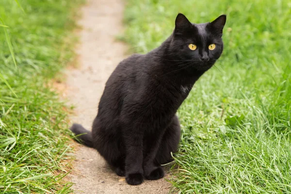 Şirin Güzel Sürpriz Bombay Kara Kedisi Büyük Sarı Gözleri Özenli — Stok fotoğraf