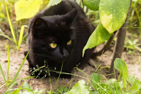 Güzel Siyah Kedi Portresi Sarı Gözlü Özenli Bakışlı Bahar Bahçesinde — Stok fotoğraf