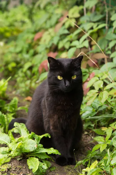 黄色の目と緑の草の葉や植物の夏の庭で注意深い外観を持つ美しい黒猫の肖像画 — ストック写真
