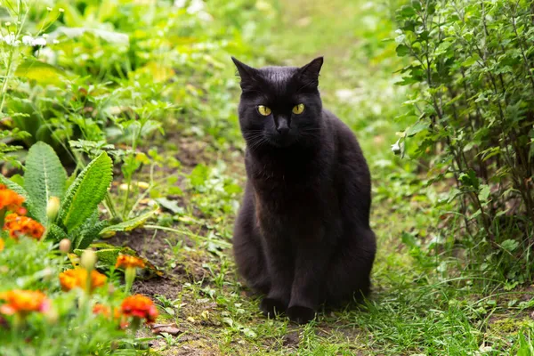 Красива Чорна Кішка Жовтими Очима Сидить Відкритому Повітрі Літньому Саду — стокове фото