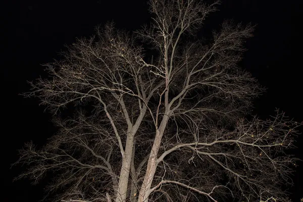 Φθινόπωρο Γυμνά Κλαδιά Δέντρων Χωρίς Φύλλα Φύση Αφηρημένη Υφή Φόντου — Φωτογραφία Αρχείου