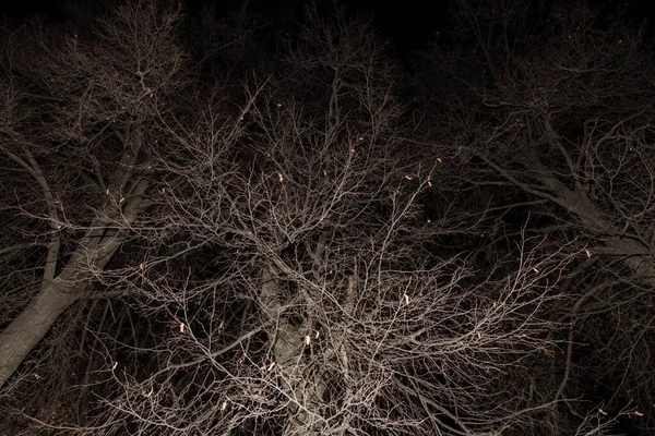 秋天光秃秃的树枝没有叶子 大自然抽象背景质感 夜色中的秋天树神秘的魔法森林 — 图库照片
