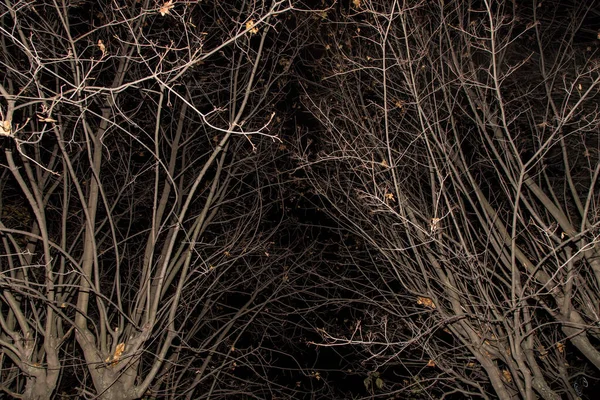 Herbst Kahlen Bäumen Äste Ohne Blätter Natur Abstrakten Hintergrund Textur — Stockfoto