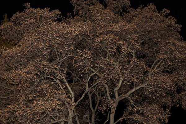 Árvores Outono Floresta Mágica Noite Outono Misteriosa Árvore Ramo Com — Fotografia de Stock