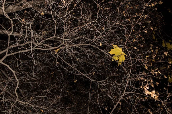 Herbst Kahlen Bäumen Zweige Mit Einem Gelben Ahornblatt Natur Abstrakten — Stockfoto
