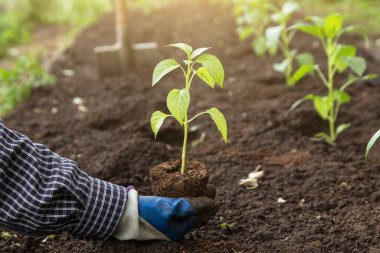 Toprakta yeşil fideleri tutan çiftçi gün ışığında sebze bahçesinde. Büyüyen, organik sebzeler eken 