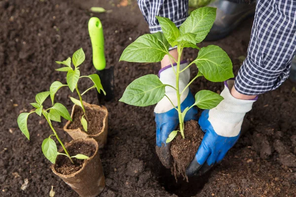 Χέρια Σπέρνοντας Πιπέρι Φυτό Στο Έδαφος Καλλιέργεια Φύτευση Βιολογικών Λαχανικών Εικόνα Αρχείου