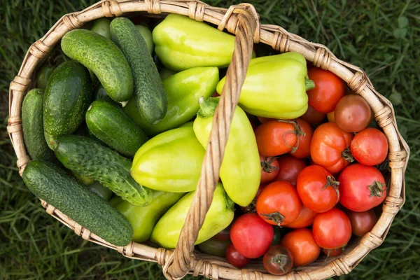 Verduras Orgánicas Cesta Cerca Vista Superior Tomate Pimienta Pepino Recién — Foto de Stock