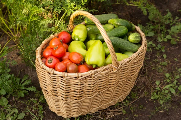Verduras Orgánicas Canasta Cerca Tomate Pimienta Pepino Recién Cosechados Jardín — Foto de Stock