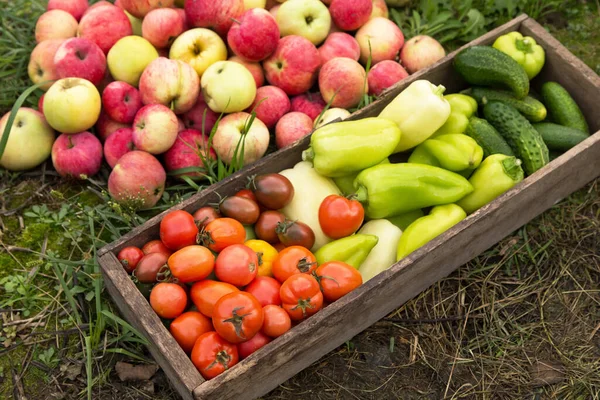Hortalizas Frutas Ecológicas Otoño Cosecha Otoño Jardín Manzanas Coloridas Recién — Foto de Stock