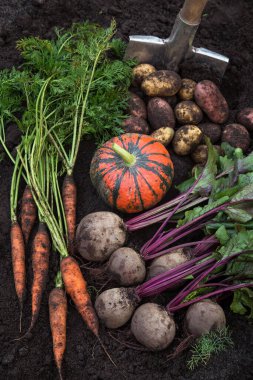 Organik sebzeler. Taze çiğ havuç, pancar, balkabağı, bahçede toprakta patates hasadı