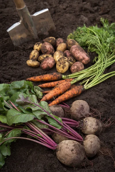 Verduras Ecológicas Cosecha Otoñal Zanahoria Fresca Cruda Remolacha Patatas Suelo — Foto de Stock