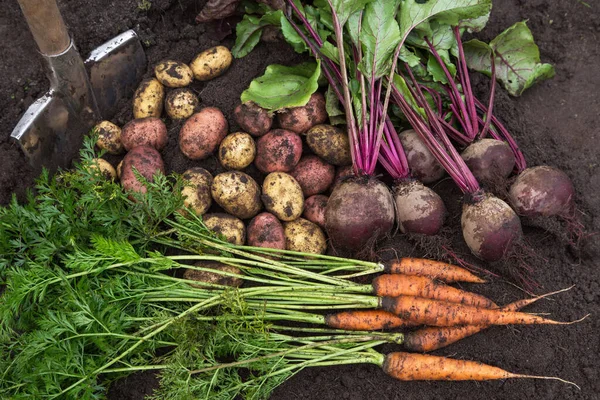 Verduras Ecológicas Cosecha Otoñal Zanahoria Fresca Cruda Remolacha Patatas Suelo — Foto de Stock