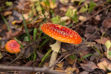 Sonbahar ormanlarında Amanita muscaria kapanıyor. Parlak kırmızı Sinek yaban mantarı güz doğasında yeşil çimenler ve kuru kahverengi yapraklarla