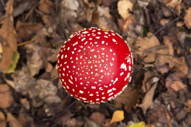 Amanita muscaria mantarı, sonbahar ormanı dokusunda, üst manzara. Parlak kırmızı Uçan yaban mantarı kuru yapraklar arasında