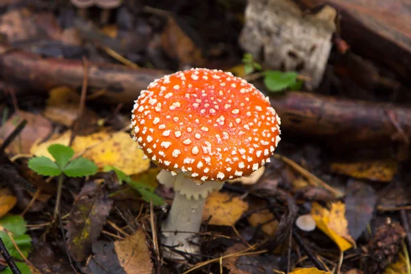 Röd Apelsin Amanita Muscaria Höstskogen Liten Ung Flugagarisk Svamp Höstnaturen — Stockfoto