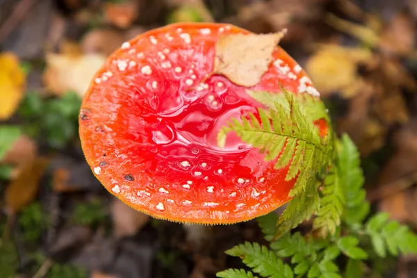 Yeşil eğreltiotu ve sarı yapraklarla güz doğasında yaban mantarı uçar, makro. Orman manzaralı Amanita muscaria