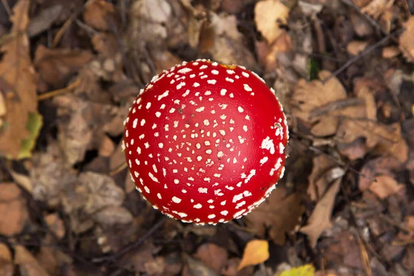 Amanita Muscaria Cogumelo Textura Floresta Outono Vista Superior Vermelho Brilhante — Fotografia de Stock
