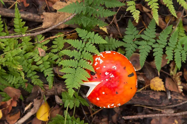 Amanita Muscaria Forest Top View Fly Agaric Wild Mushroom Fall — Stock Photo, Image