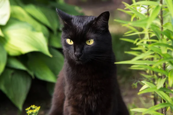 深刻な黒猫の肖像画と黄色の目と気配りのある表情で夏の庭で緑の草の中に自然に近い — ストック写真