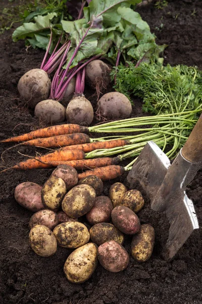 Patata Zanahoria Remolacha Suelo Molido Jardín Cosecha Otoñal Verduras Frescas — Foto de Stock