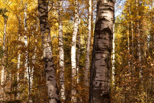 Ağaçların Arka Planında Sonbahar Sarısı Yapraklar Doku Ağaç Ormanlarındaki Ağaçlarla — Stok fotoğraf