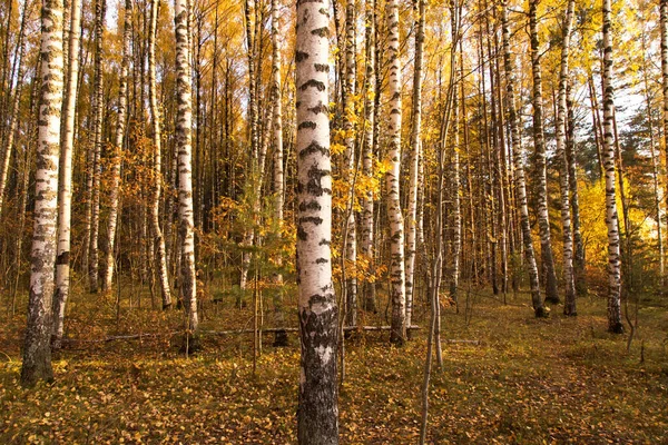 Осень Желтые Золотистые Листья Фоне Деревьев Текстура Осенний Пейзаж Деревьями — стоковое фото