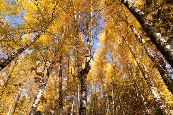 Осень Желтые Золотистые Листья Деревьях Голубом Фоне Неба Текстура Осенний — стоковое фото
