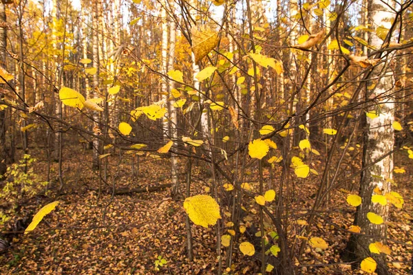 Осень Желтые Золотистые Листья Фоне Деревьев Текстура Осенний Пейзаж Апельсиновыми — стоковое фото