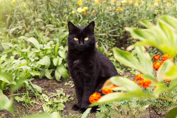 Zwarte Bombay Kat Met Gele Ogen Zitten Tuin Met Bloemen — Stockfoto