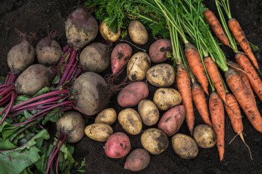 Bahçedeki toprakta taze çiğ havuç pancar ve patates hasadı, üst manzara. Organik sebzeler