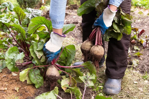 Gärtner Erntet Rote Bete Garten Bauernhände Handschuhen Halten Bündel Frischer Stockbild