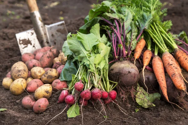 Bio Herbstgemüse Ernten Herbsternte Von Frischen Rohen Möhren Roter Bete Stockfoto