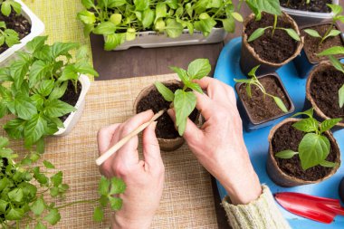 Küçük bitkileri tutan eller. Büyüme, tohum ekme, nakil tohumu, ev bitkisi, sebze yetiştirme.