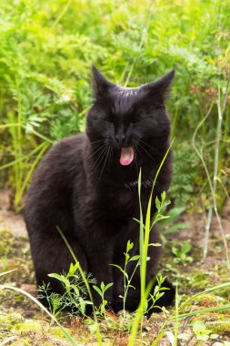 Esneyen kara kedi ilkbahar bahçesinde çimenlerde oturur doğada.