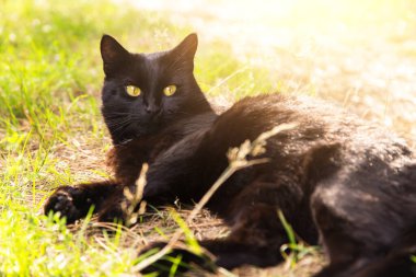 Güzel Bombay kara kedi portresi uzanır ve yaz mevsiminde çimenlerde dinlenir. Güneş ışığı altında doğa bahçesi.