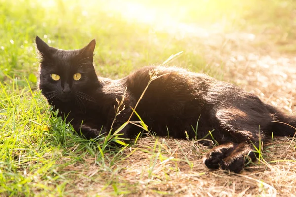 Güzel Bombay Kara Kedi Portresi Uzanır Yaz Mevsiminde Çimenlerde Dinlenir — Stok fotoğraf