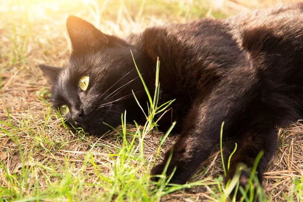 かわいいボンベイ黒猫の肖像画を閉じます 夏には芝生の上で猫が横になり 日光の下で太陽の下で自然の庭でリラックス — ストック写真