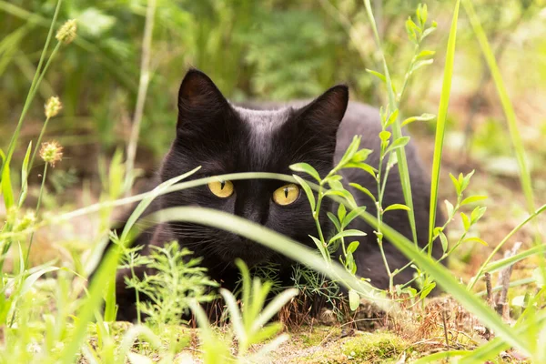 Kara Kedi Yaz Bahçesinde Yeşil Çimenlerde Saklanıp Avlanıyor — Stok fotoğraf