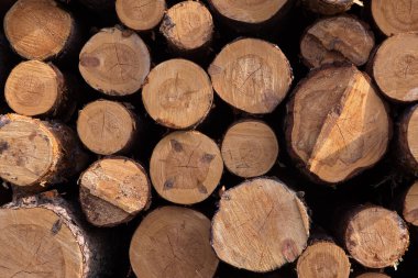 Kereste odunu. Kesilen ağaçlar, kesilen kütükler arka plan dokusunu kapatıyor. Kereste hasadı. Orman tahribatı, orman tahribatı