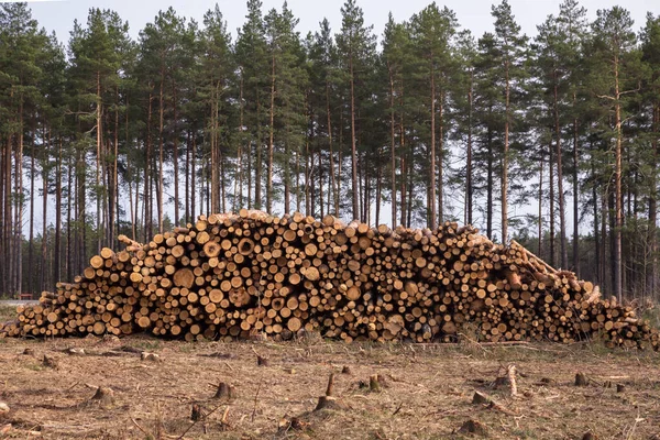 Deforestation Forest Destruction Chopped Tree Ground Forest Pile Stack Many — Stock Photo, Image