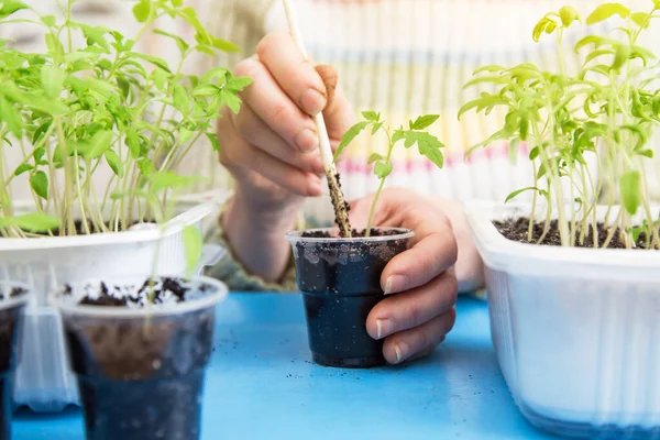 Semis Pot Une Jeune Plante Tomate Près Culture Semis Transplantation — Photo