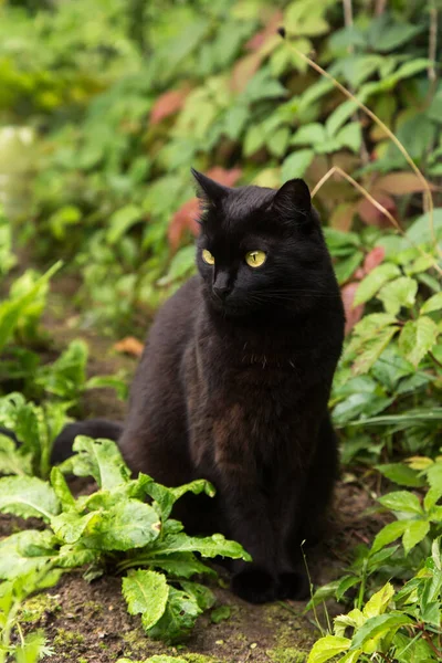 黄色の目と緑の草の葉や植物の夏の庭で注意深い外観を持つ美しい黒猫の肖像画 — ストック写真