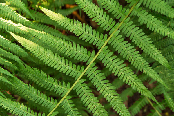 Green leaf of fern plant close up, macro. Natural beautiful green background, texture, pattern