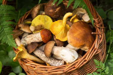 Sepette farklı yenilebilir yabani mantarlar var. Ormanda taze toplanmış domuz mantarı.
