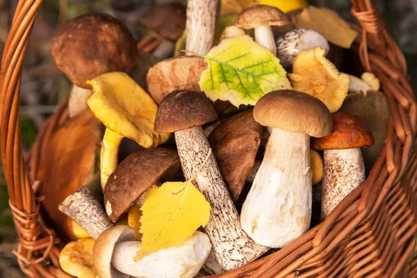 Yenebilir farklı yabani mantarlar sepetinde porcini boletus ve sonbahar yaprakları yakın, makro