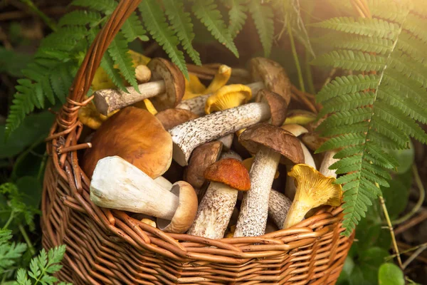 Taze hasat edilmiş vahşi domuz mantarları hasır sepetin içinde eğreltiotu yapraklarında güneş ışığı altında, makro.