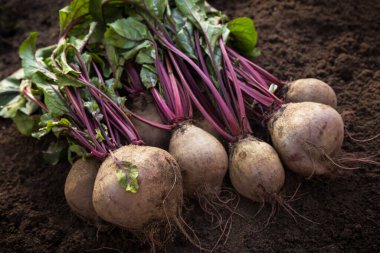 Bahçede pancar. Toprak zemin üzerinde toplanmış taze pancar kökleri. Organik sebzeler sonbahar hasadı