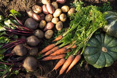 Organik sebzeler. Bahçede taze çiğ havuç, pancar, balkabağı ve patates hasadı.