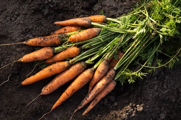 Zanahoria Jardín Ramo Zanahorias Crudas Recién Cosechadas Suelo Cerca Verduras — Foto de Stock